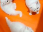 Persian Kittens