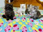 Persian Kittens