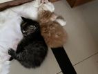 Persian Kittens