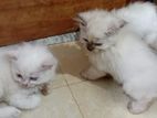 Persian Kittens