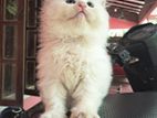Persian Kittens