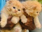 Persian Kittens