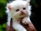 Persian kittens