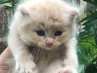 persian kittens