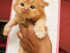 Persian Kittens