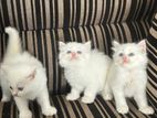 Persian Kittens