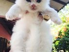 Persian Kittens