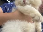 Persian Kittens