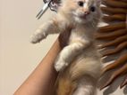 Persian Kittens