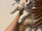Persian Kittens