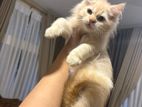 Persian Kittens