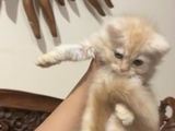 Persian Kittens