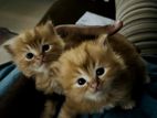 Persian Kittens