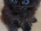 Persian Kitten