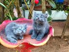 Persian Kittens