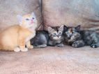 Persian Kittens
