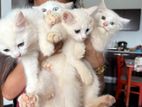 Persian Kittens