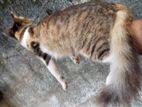 Persian kittens