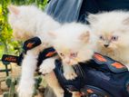 Persian Kittens