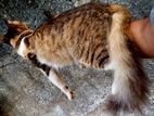 Persian kittens
