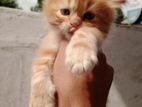 Persian Kittens