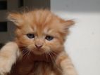 Persian Kittens