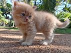 Persian Kittens