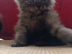 Persian Kittens