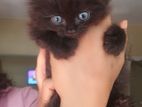 Persian Kittens