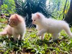 Persian Kittens