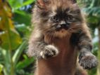persian kittens