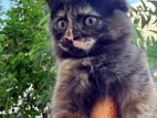 Persian Kittens