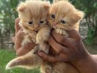 Persian Kittens