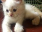 Persian Kittens