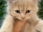 Persian Kittens