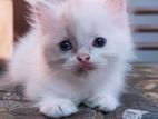 Persian Kittens