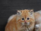 Persian Kittens