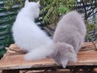 Persian Kittens