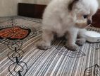 Persian Kittens