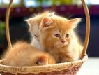 Persian Kittens