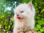 Persian Kittens