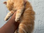 Persian kittens