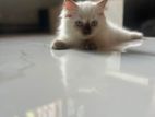Persian Kittens