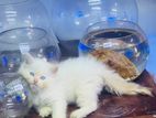 Persian Kitten