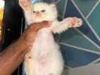 Persian Kittens