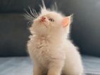 PERSIAN KITTENS