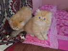 Persian Kittens