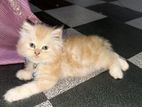 Persian Kittens
