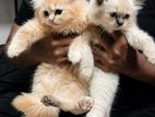 Persian Kittens