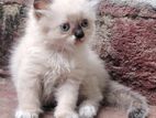 PERSIAN KITTENS (HIMALAYAN)